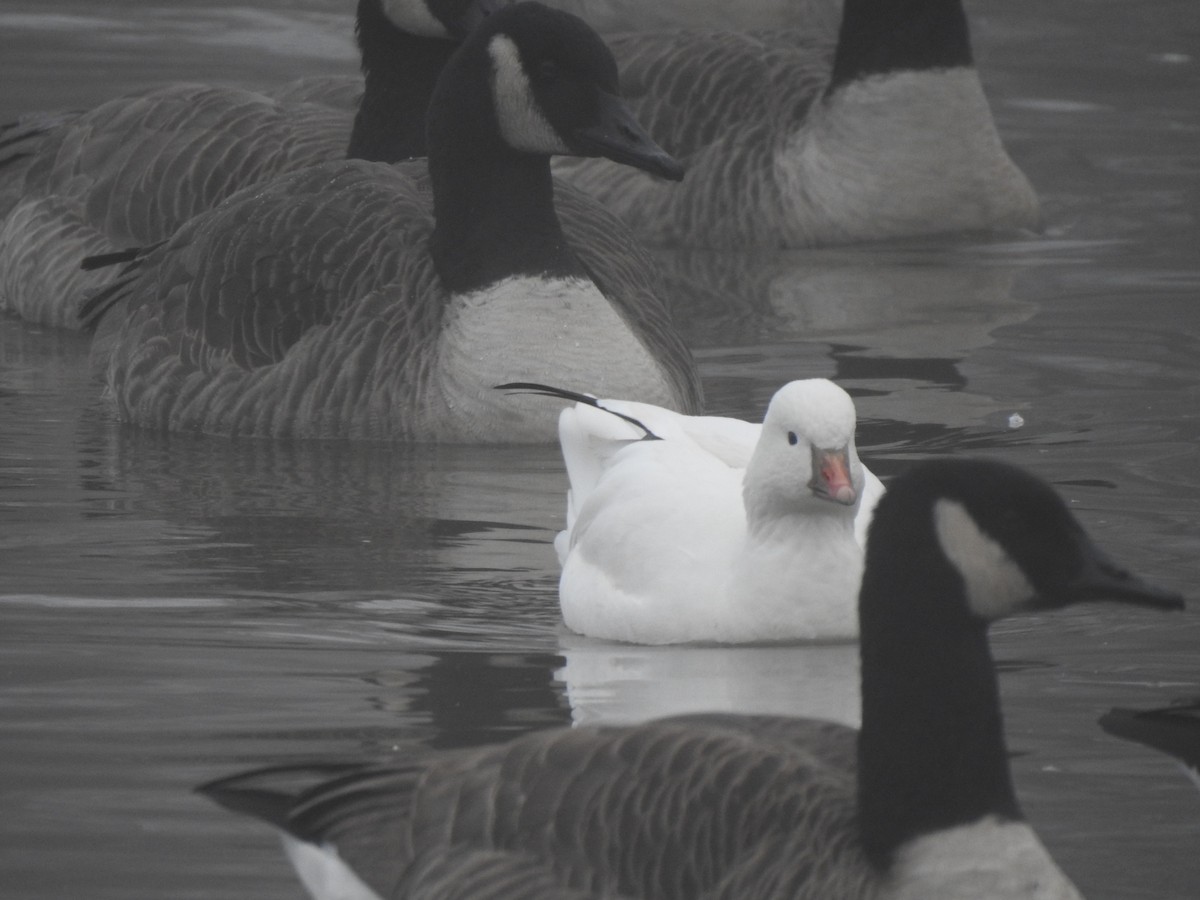 Ross's Goose - ML647352651