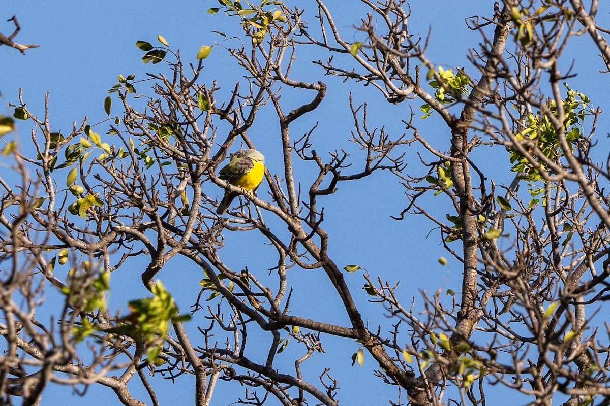 Вінаго жовточеревий - ML647352666