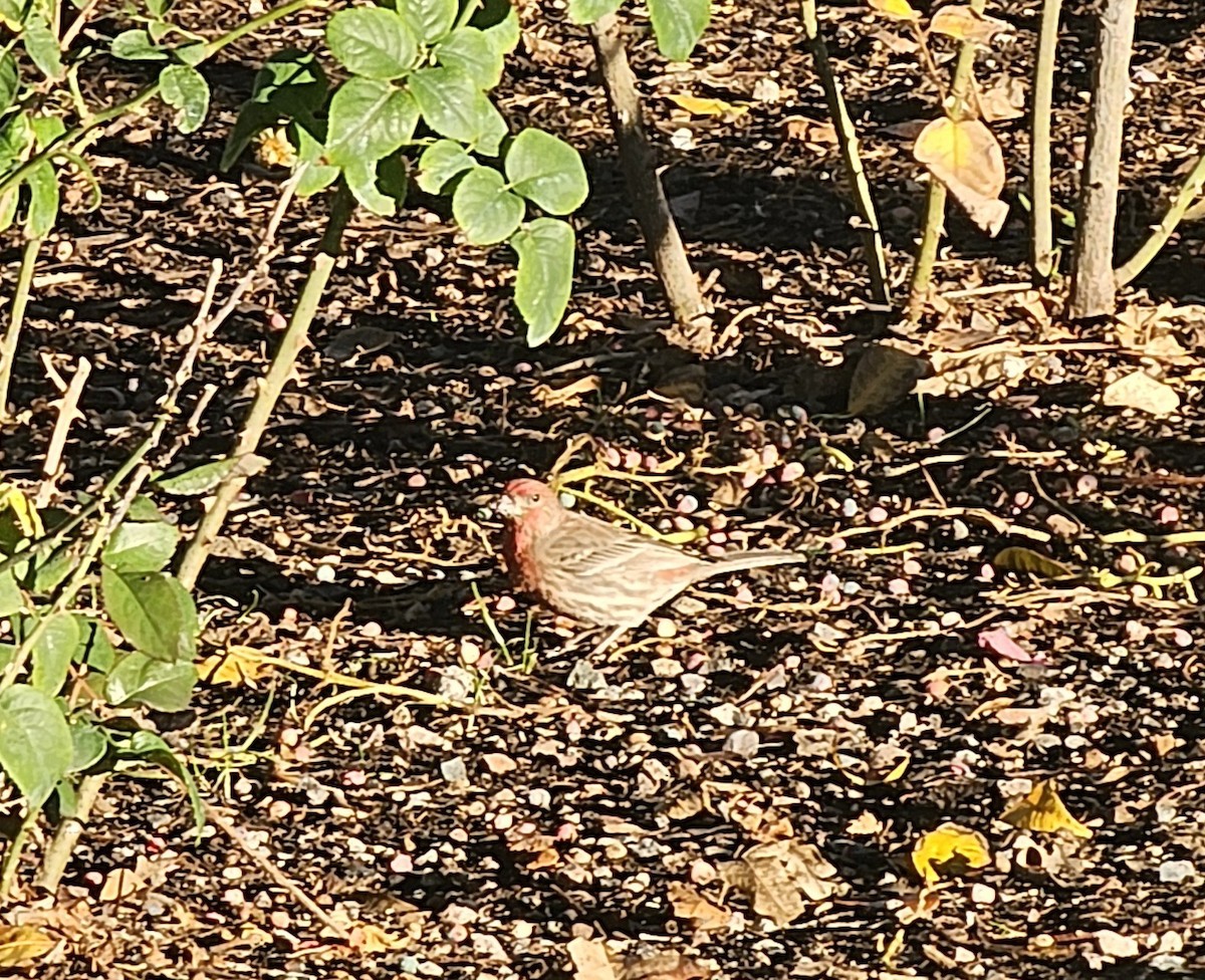 Мексиканская чечевица - ML647352667