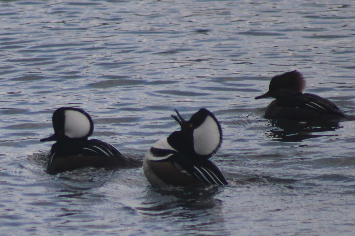 Hooded Merganser - ML647352676