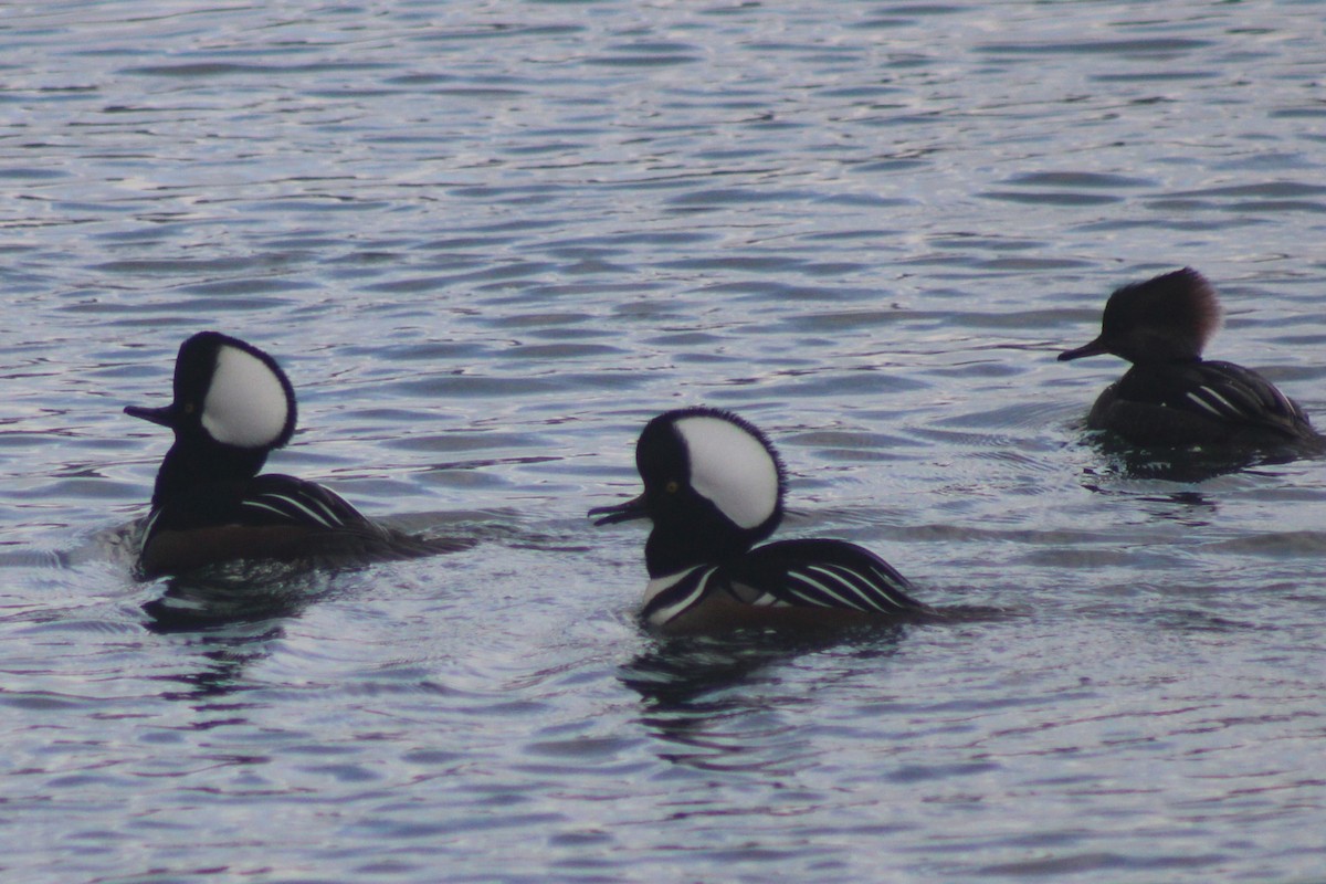 Hooded Merganser - ML647352677