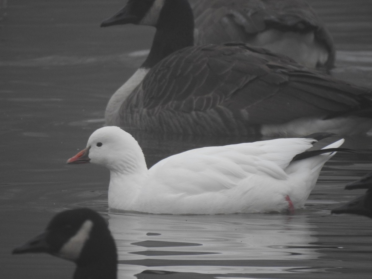 Ross's Goose - ML647352692