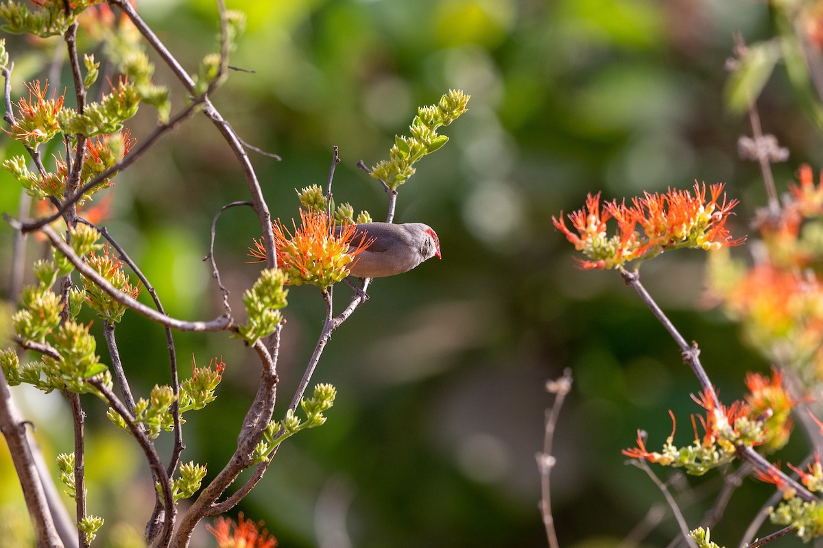 Black-rumped Waxbill - ML647352701
