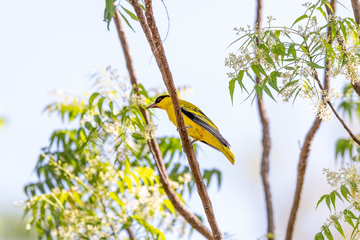 African Golden Oriole - ML647352705