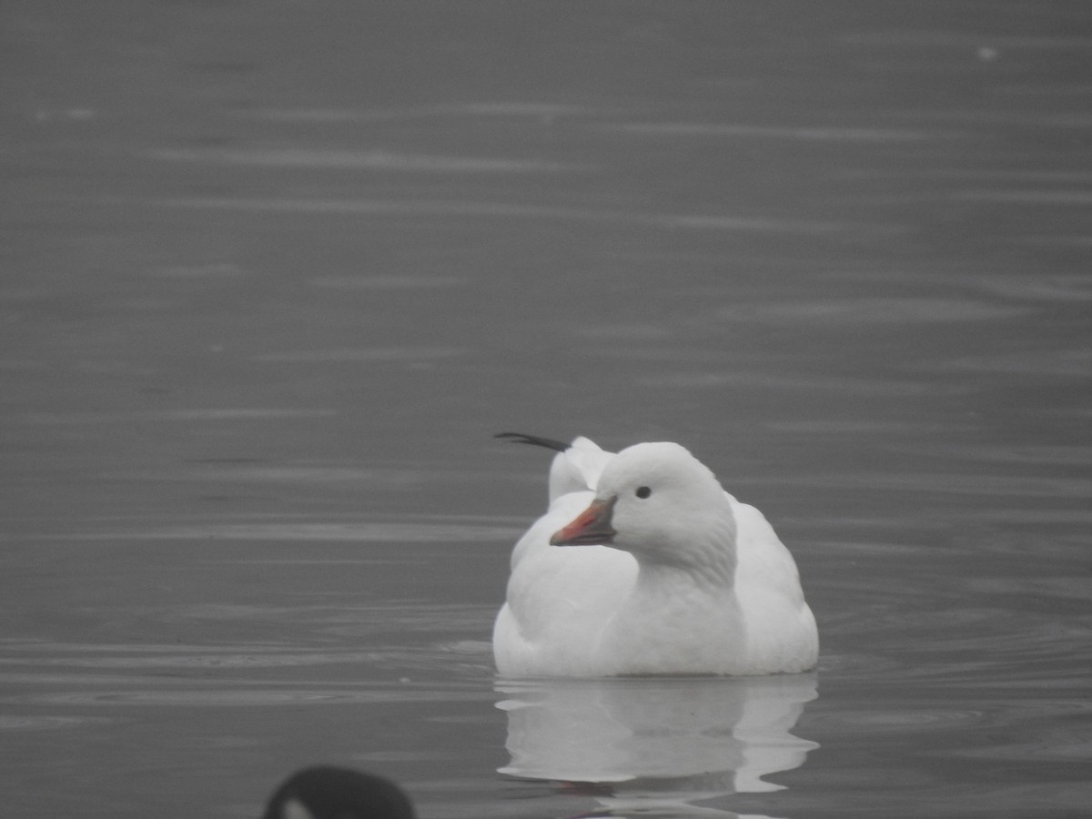 Ross's Goose - ML647352709