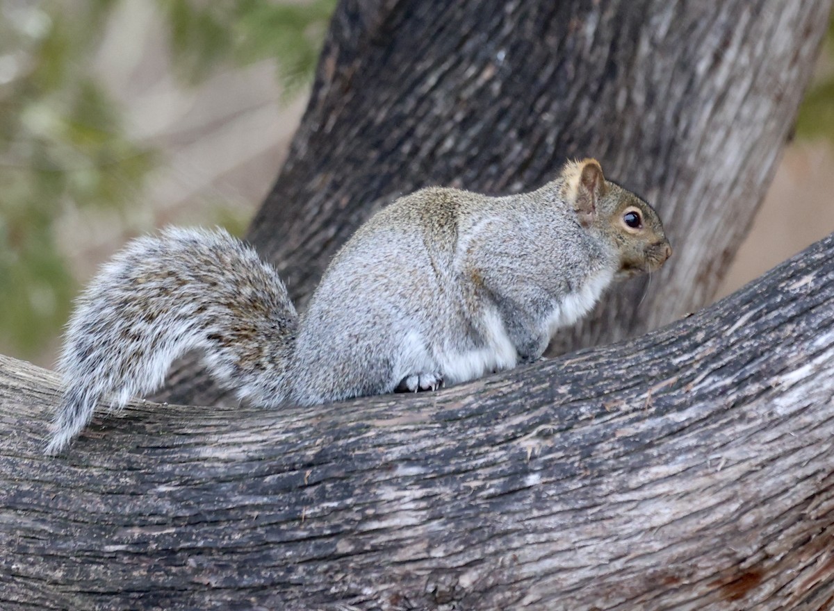 Animals - ML647352712