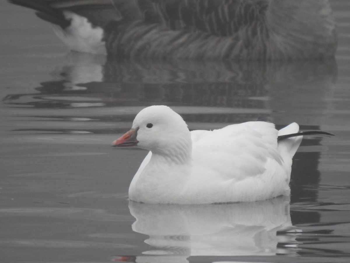 Ross's Goose - ML647352714