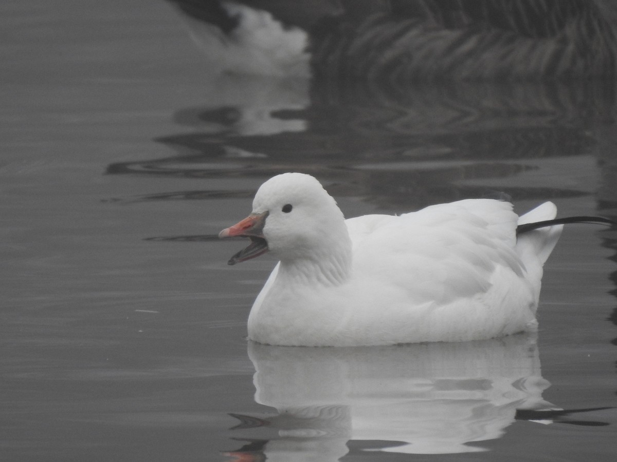 Ross's Goose - ML647352718