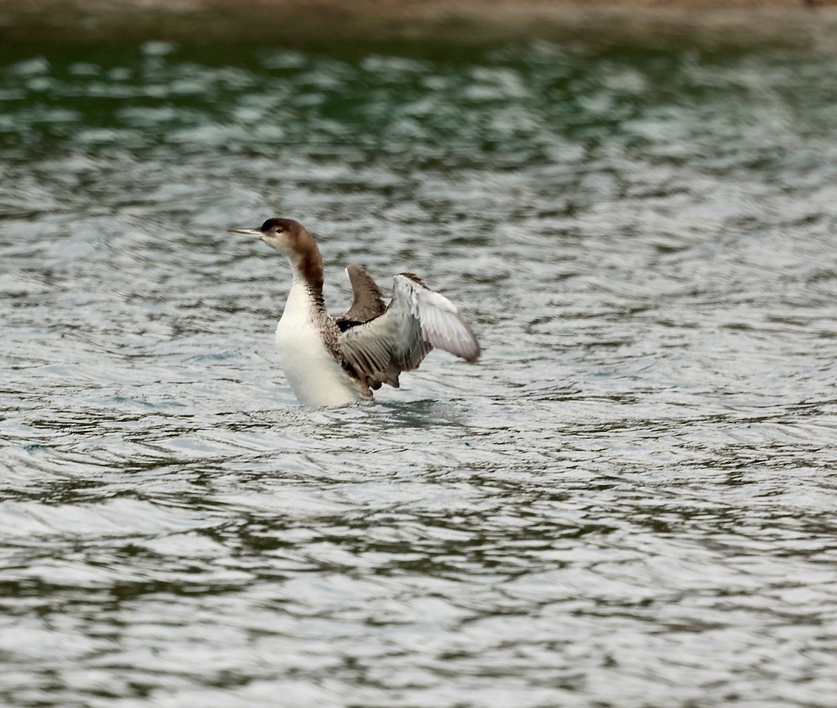 Common Loon - ML647352732