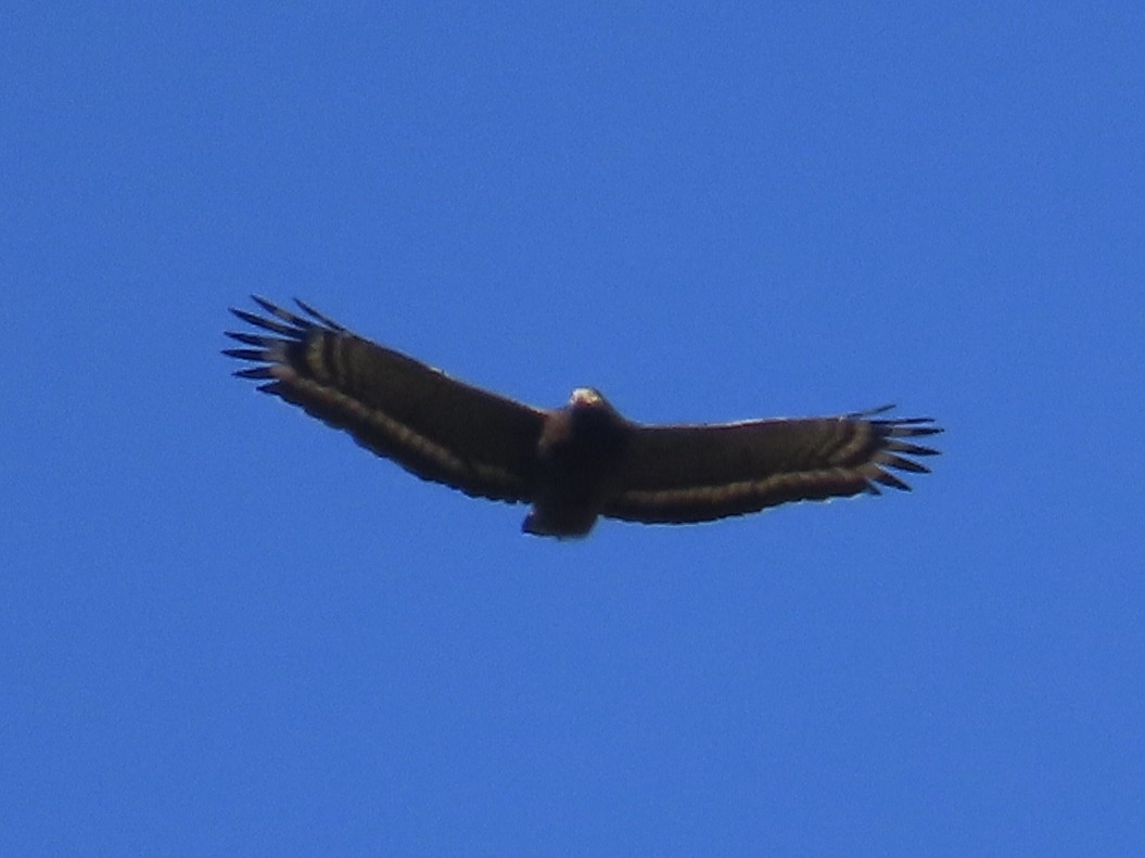 Culebrera Chiíla - ML647352738