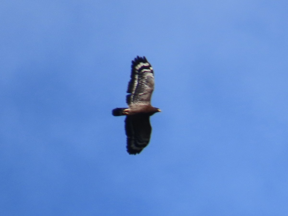 Culebrera Chiíla - ML647352739