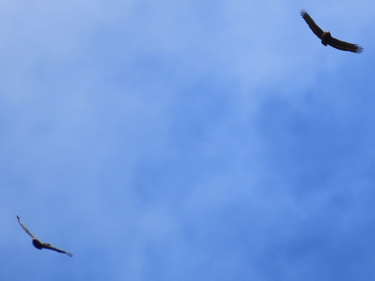 Culebrera Chiíla - ML647352741