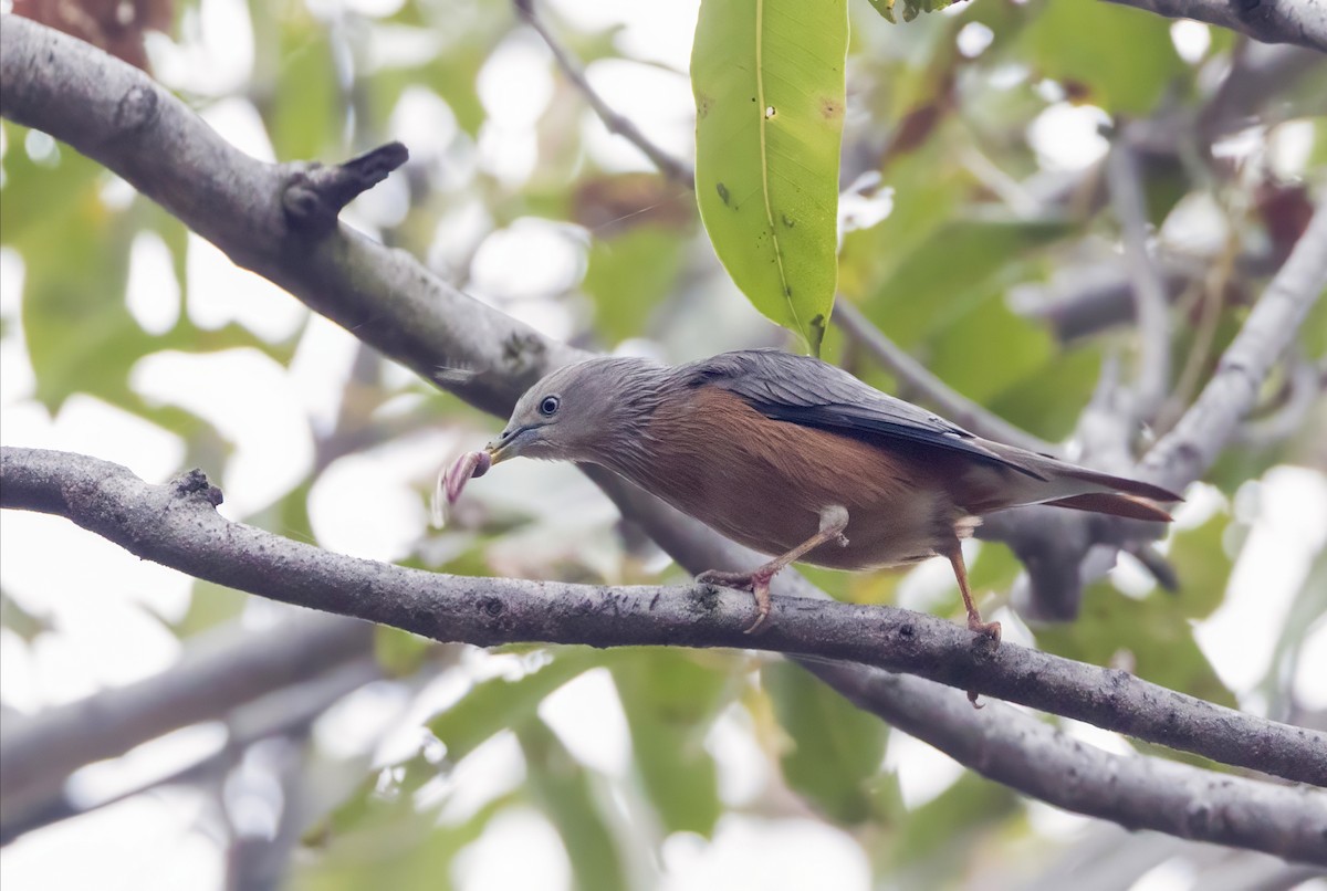 Étourneau à tête grise - ML647352764