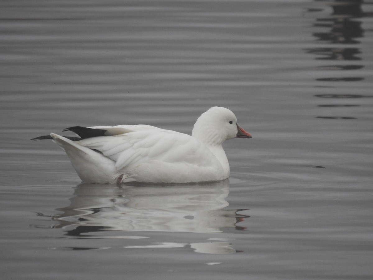 Ross's Goose - ML647352769