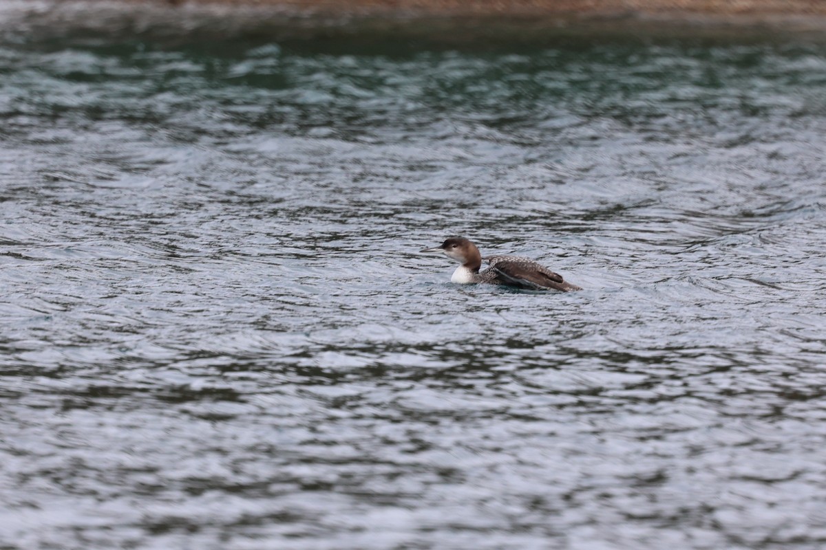 Common Loon - ML647352770