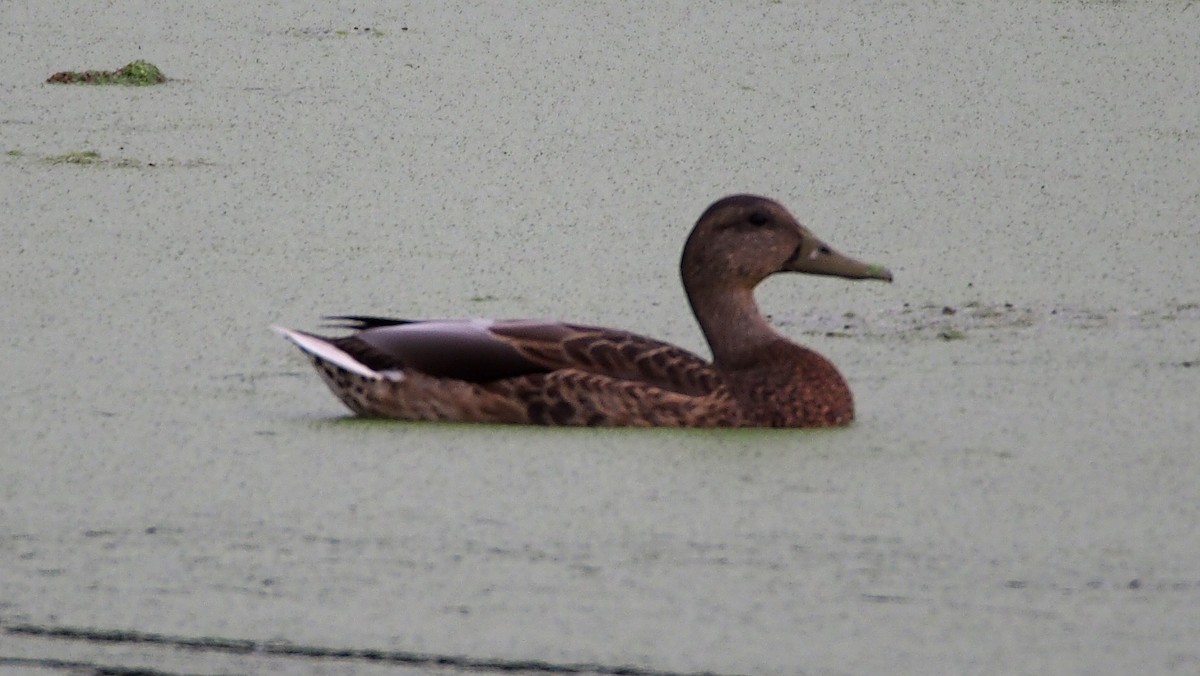 Mallard - ML647352772