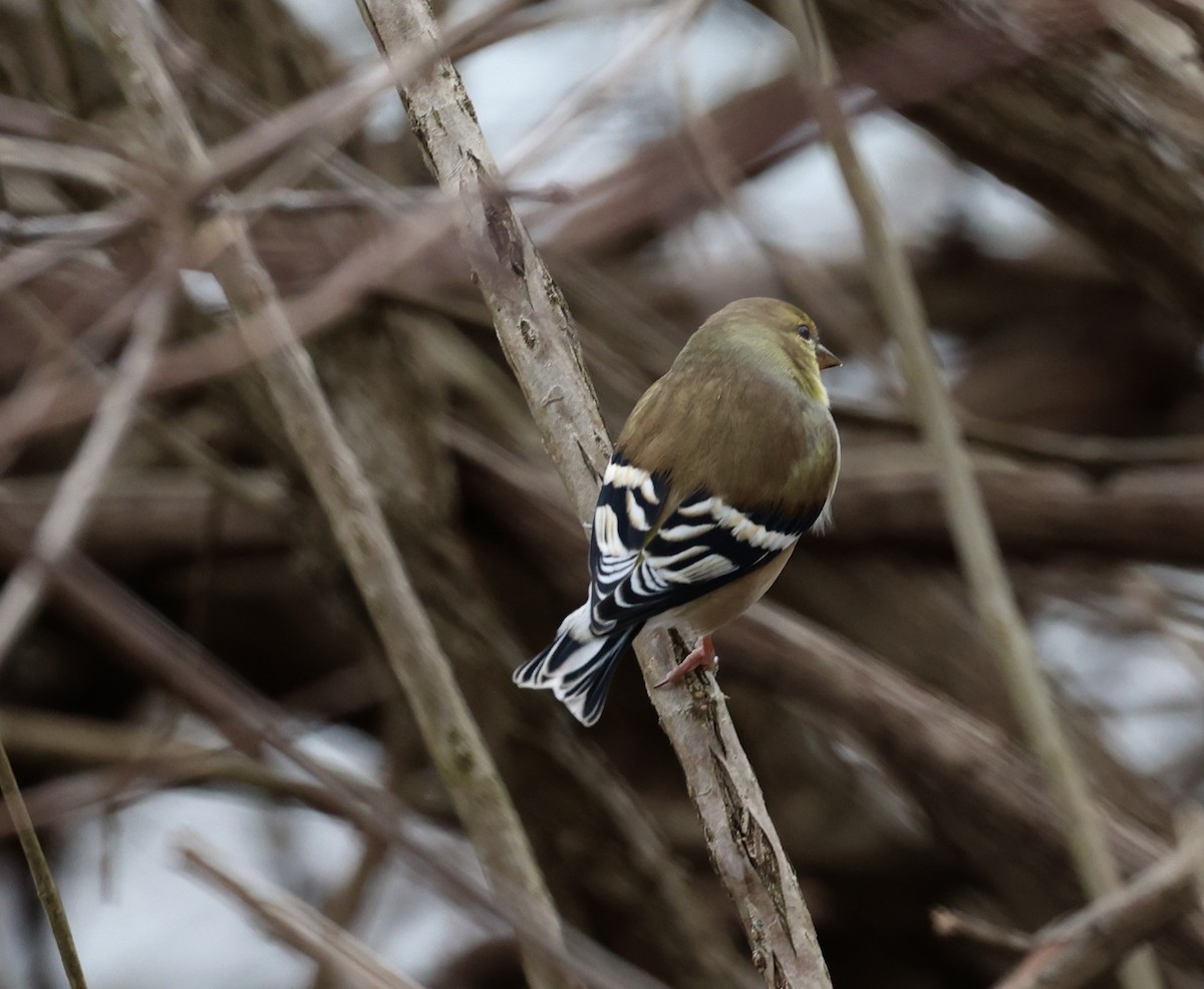 American Goldfinch - ML647352777