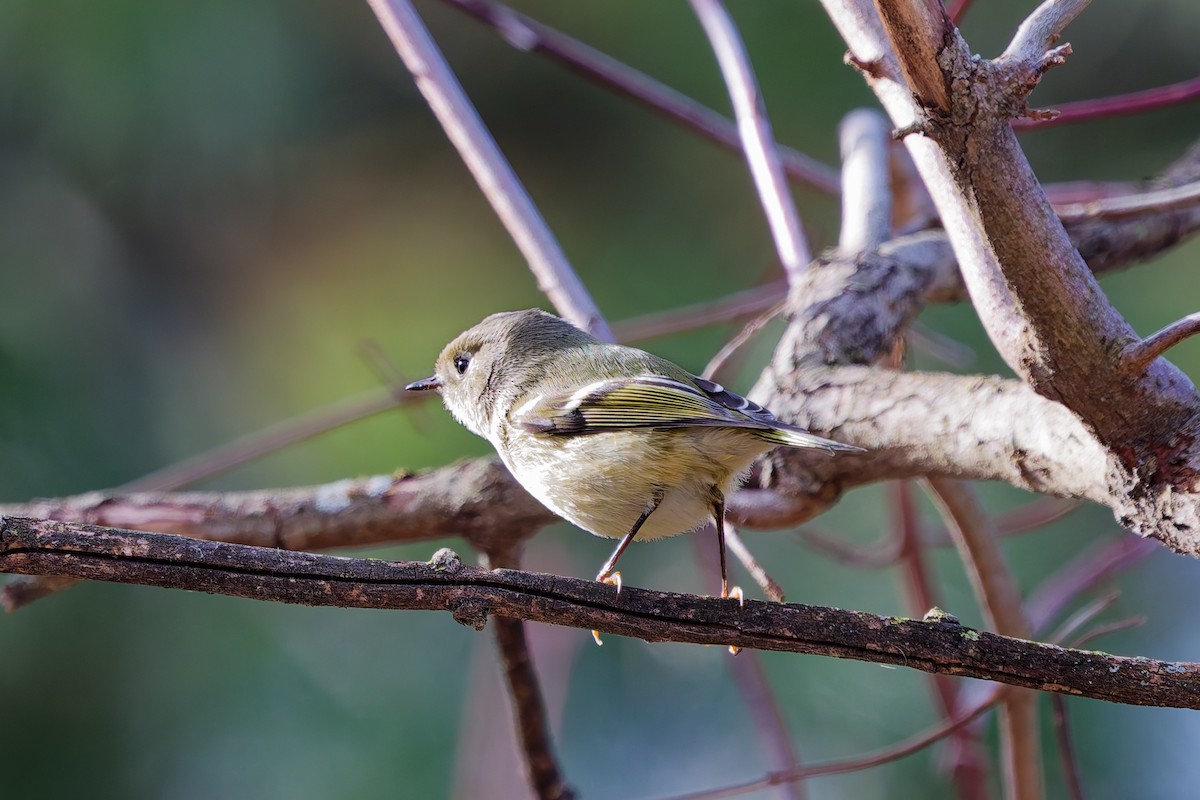 Gözlüklü Çalıkuşu - ML647352778