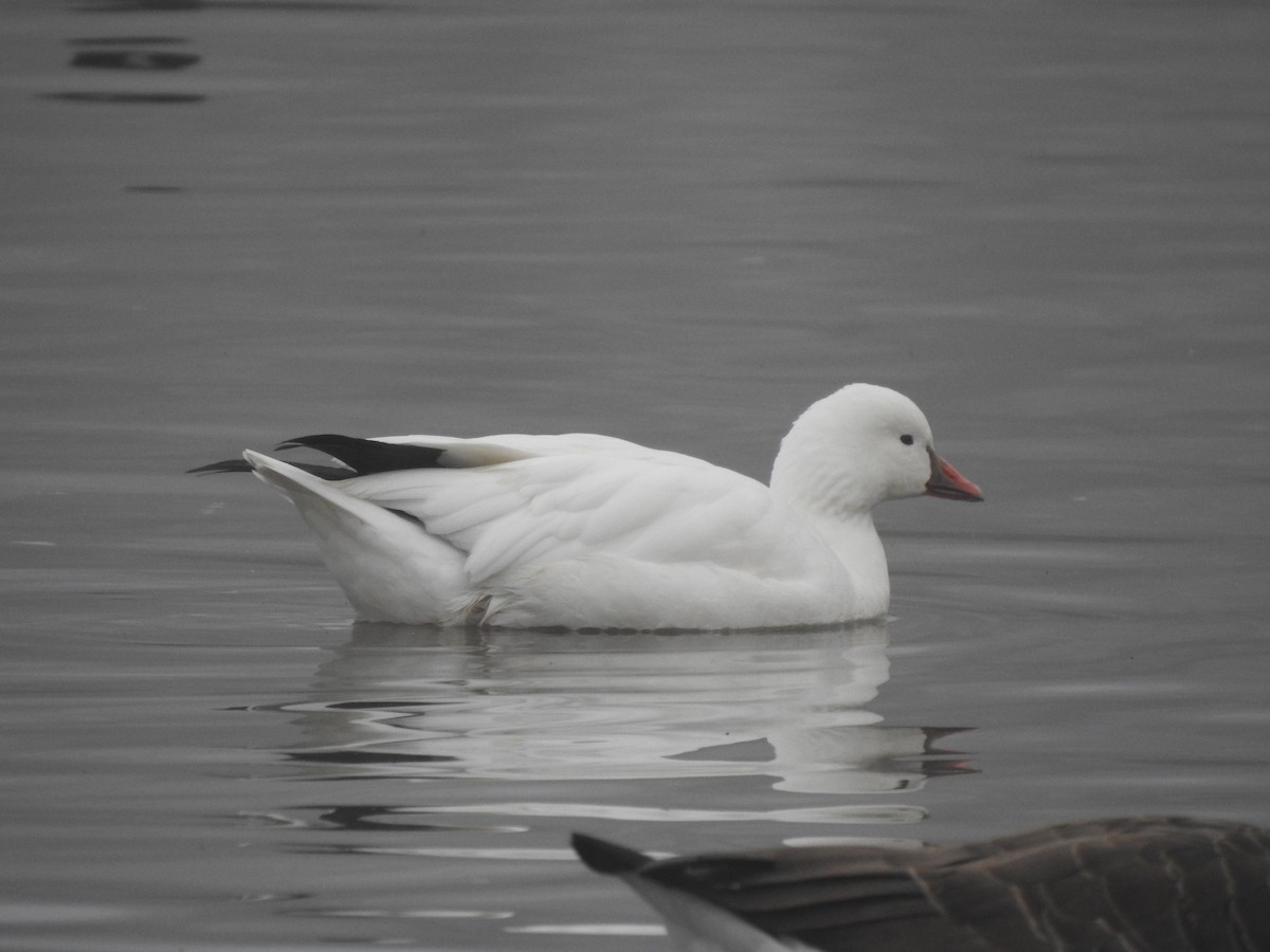 Ross's Goose - ML647352787