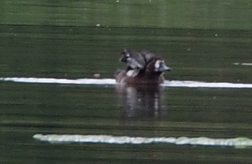 Greater/Lesser Scaup - ML647352788