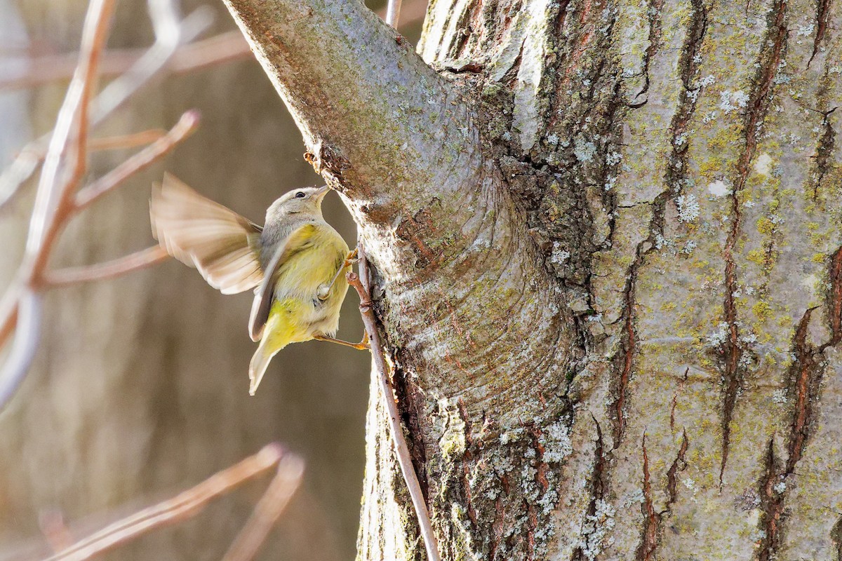Turuncu Taçlı Ötleğen - ML647352789