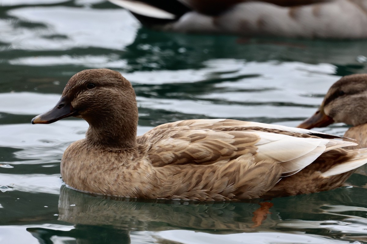 Mallard (Domestic type) - ML647352791