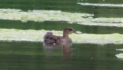 Hooded Merganser - ML647352804