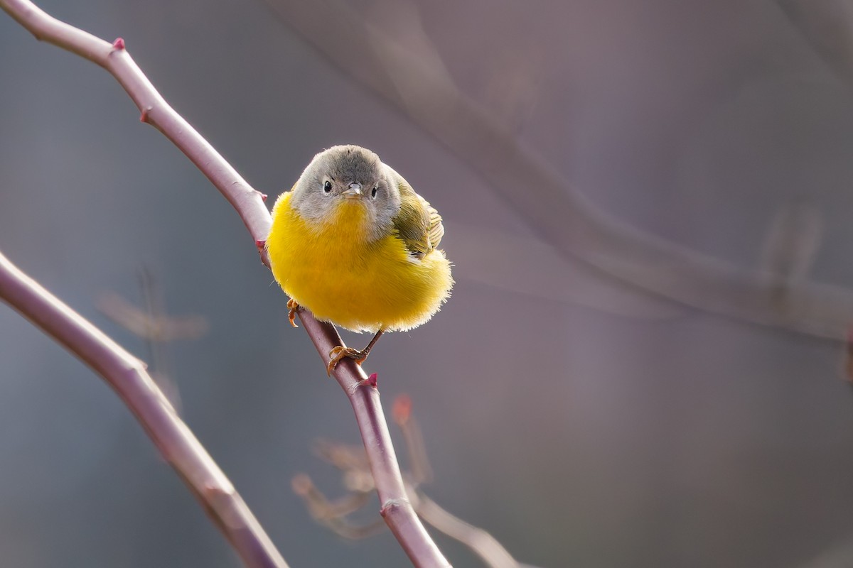 Naşvil Ötleğeni - ML647352805