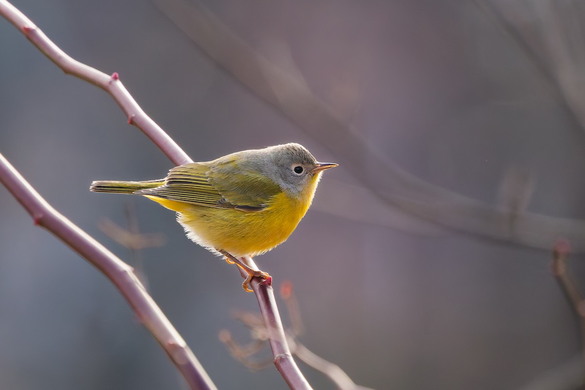 Naşvil Ötleğeni - ML647352806