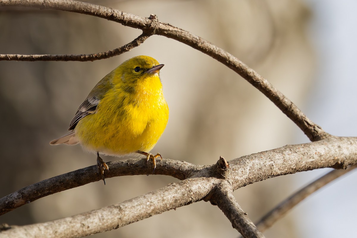 Çam Ötleğeni - ML647352815