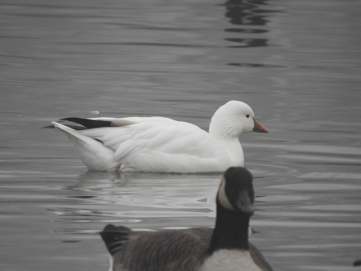 Ross's Goose - ML647352818