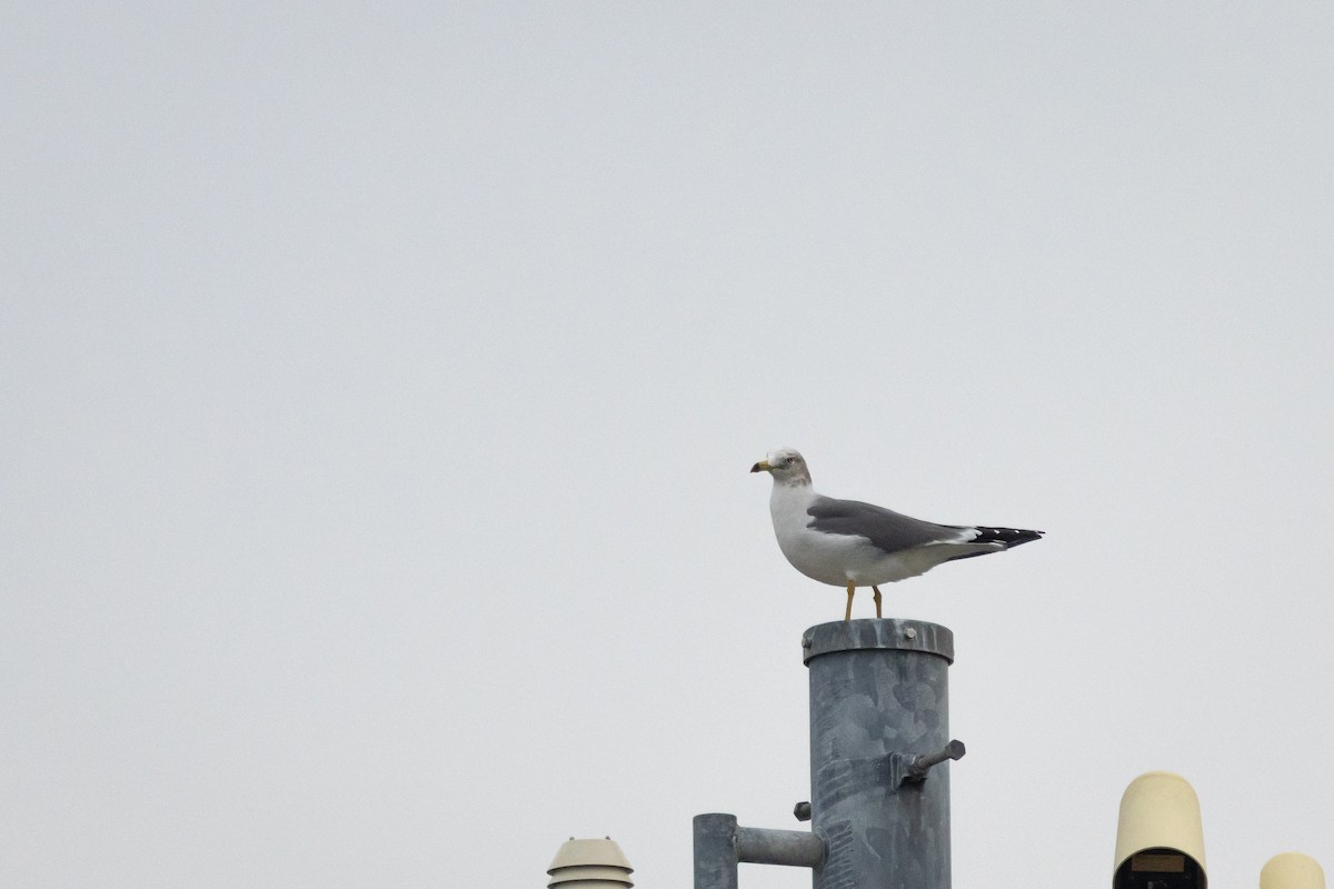 Мартин чорнохвостий - ML647352819