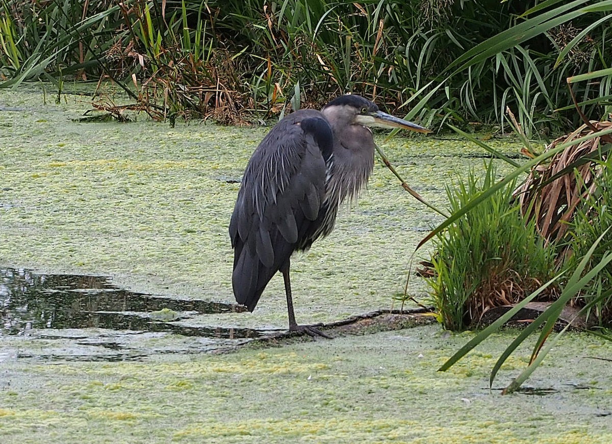Great Blue Heron (Great Blue) - ML647352821