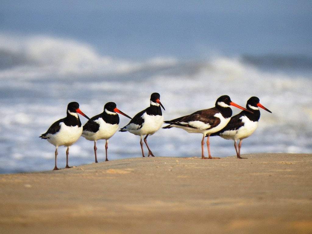 Eurasian Oystercatcher - ML647352822