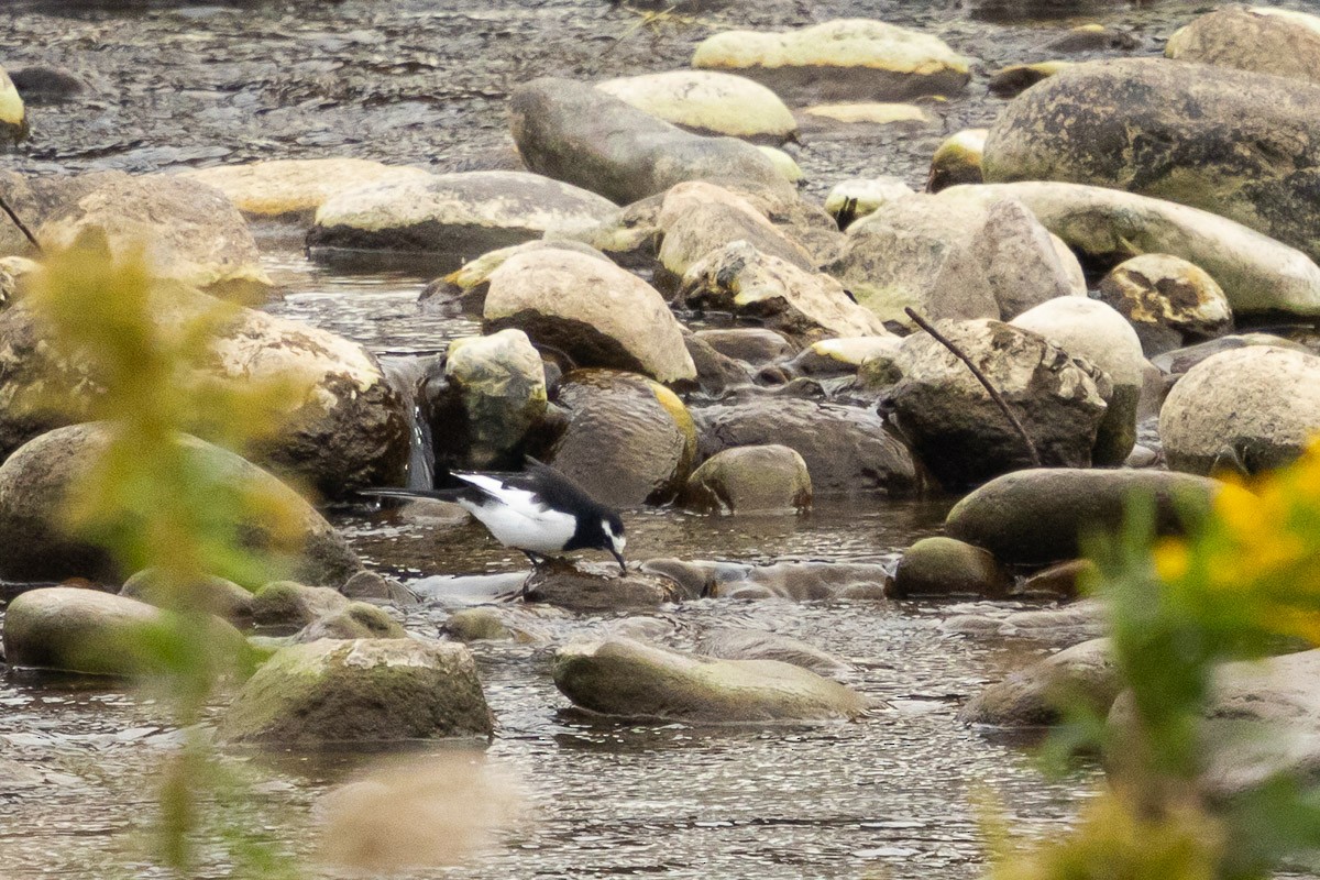 Плиска японська - ML647352824