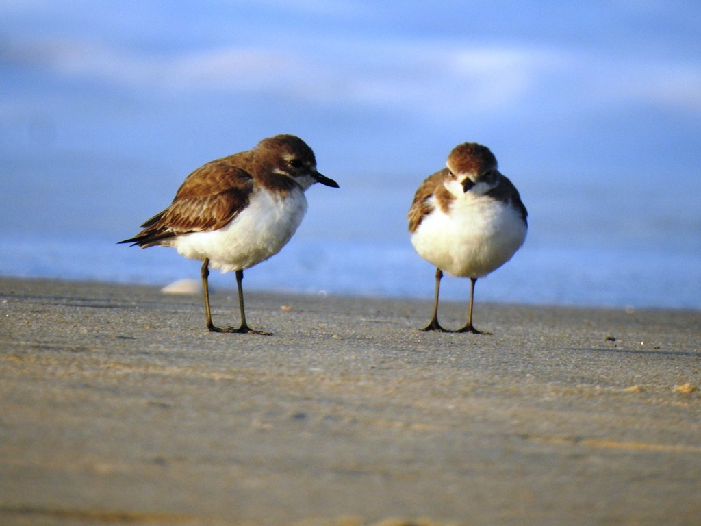 Tibetan Sand-Plover - ML647352834