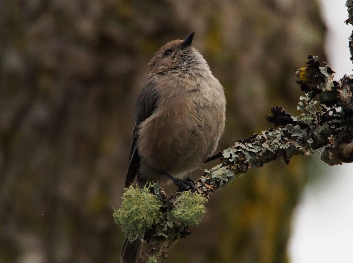 Bushtit (Pacific) - ML647352839