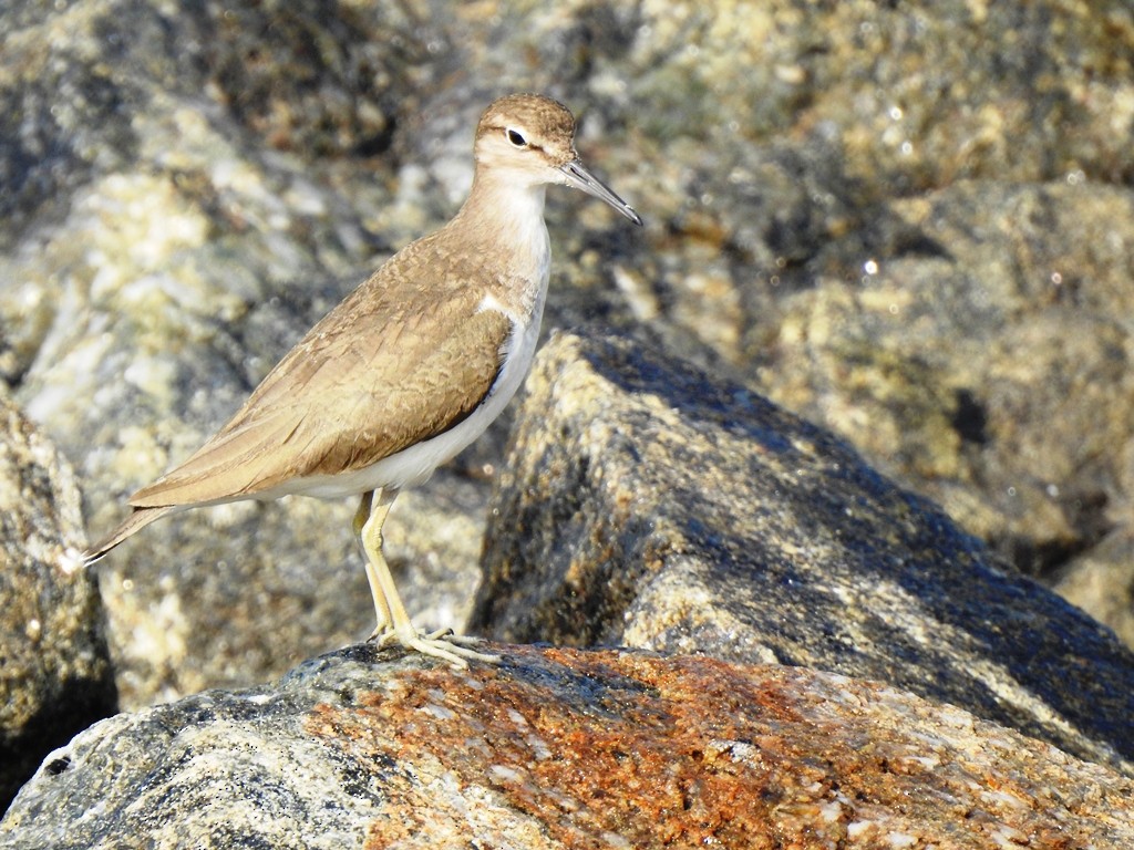 Common Sandpiper - ML647352855