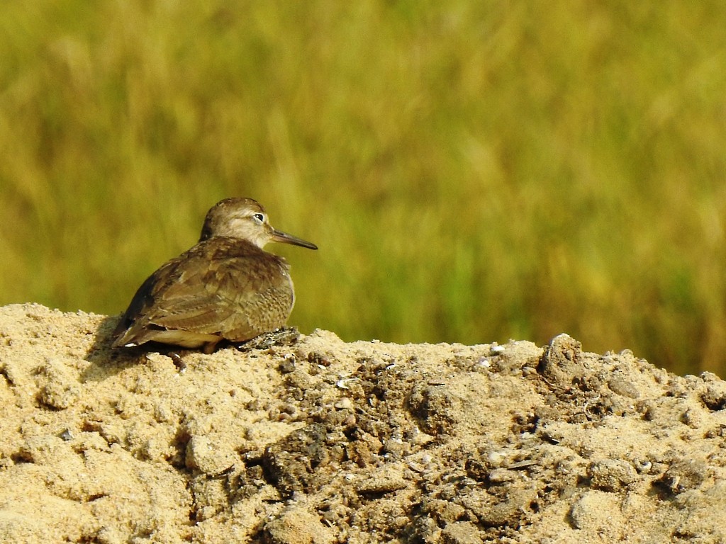 Common Sandpiper - ML647352857