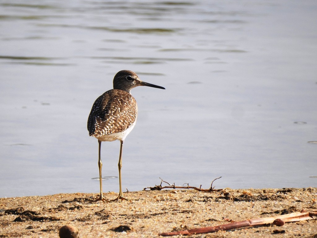 Wood Sandpiper - ML647352874