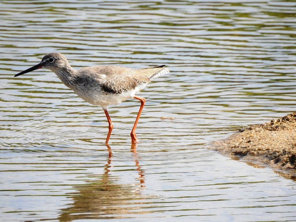 Common Redshank - ML647352886