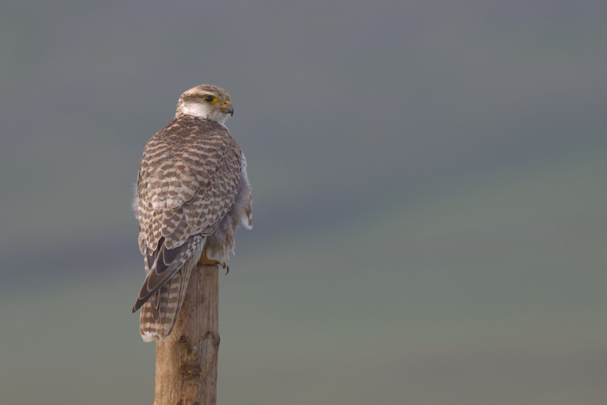 Балобан - ML647352894