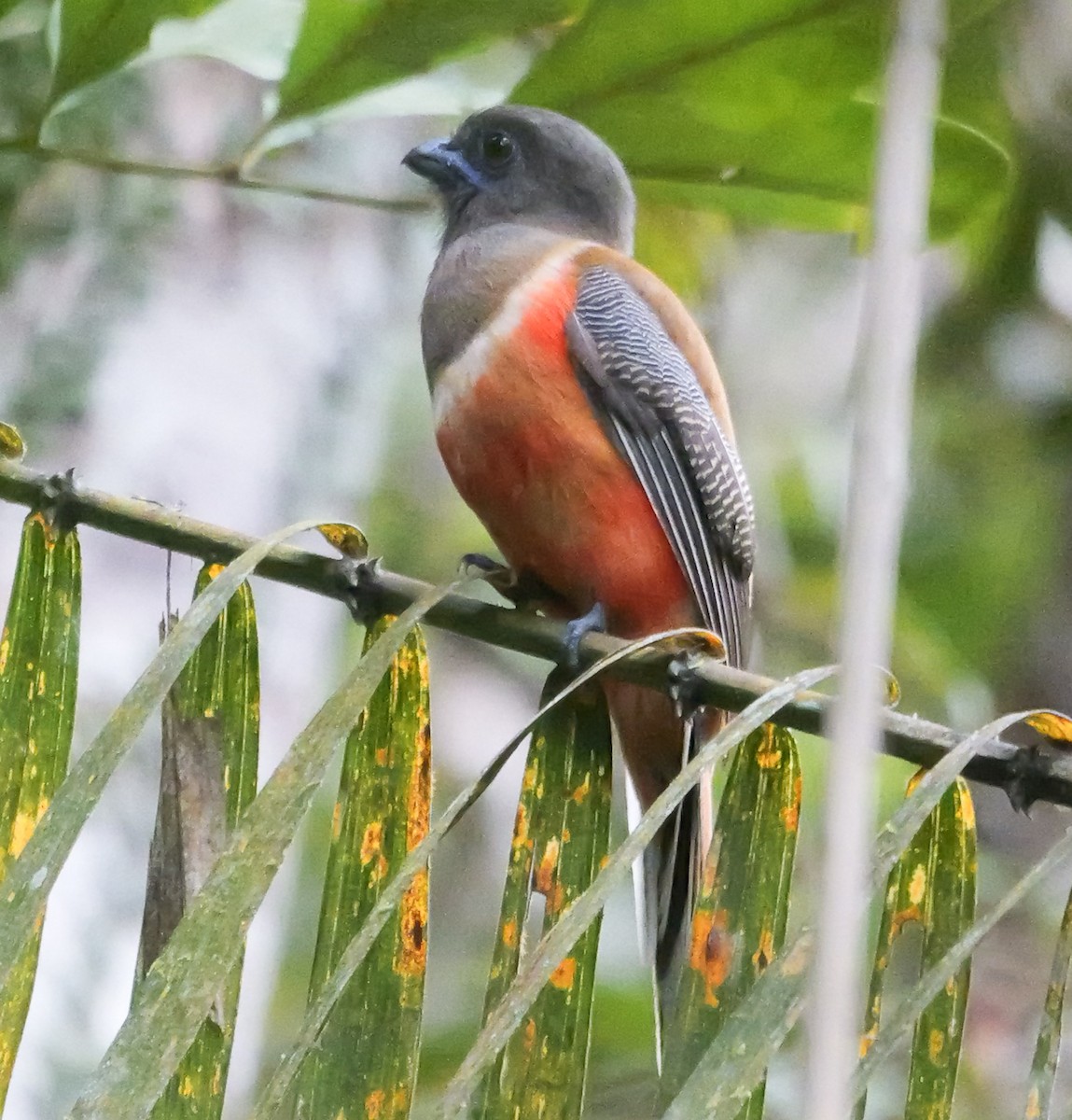 Trogon de Malabar - ML647352896