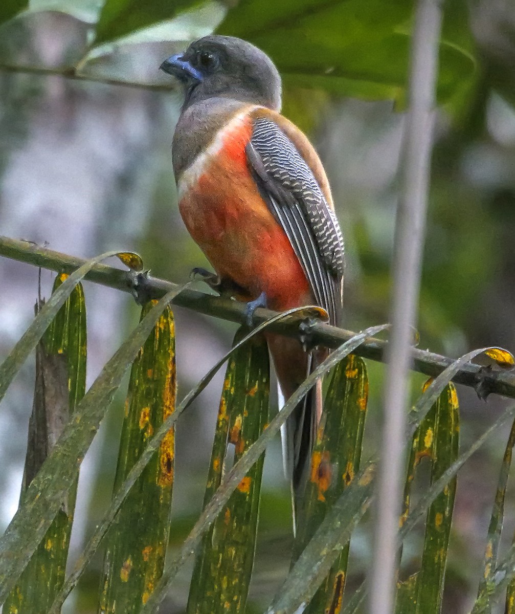 Trogon de Malabar - ML647352897