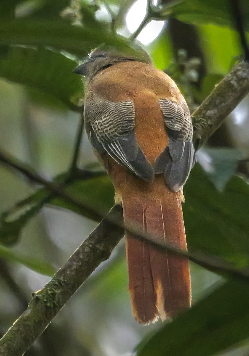 Trogon de Malabar - ML647352898
