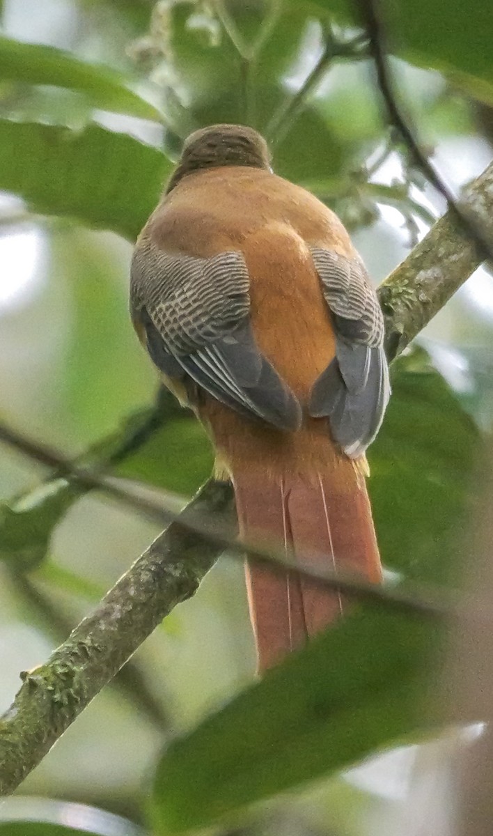 Trogon de Malabar - ML647352899