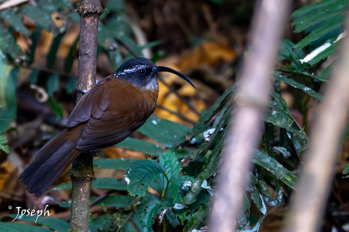 Slender-billed Scimitar-Babbler - ML647352920