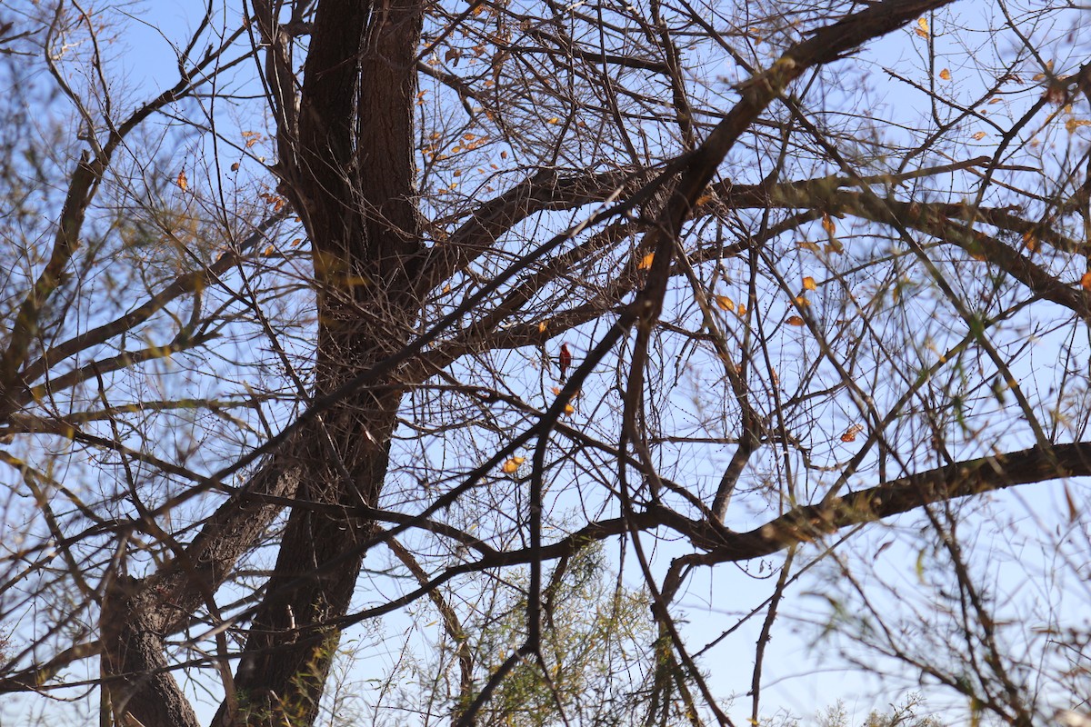 Northern Cardinal - ML647352921