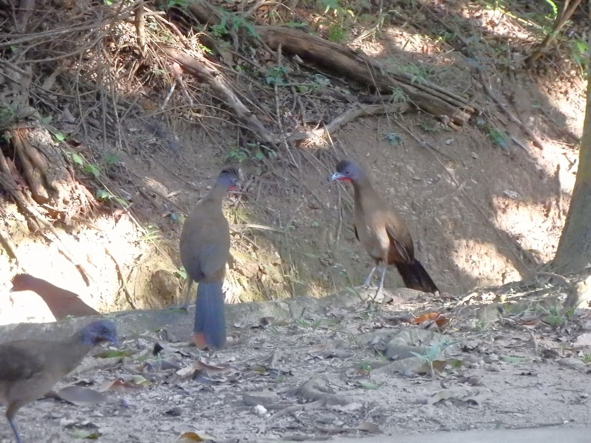 Чачалака рудогуза - ML647352924