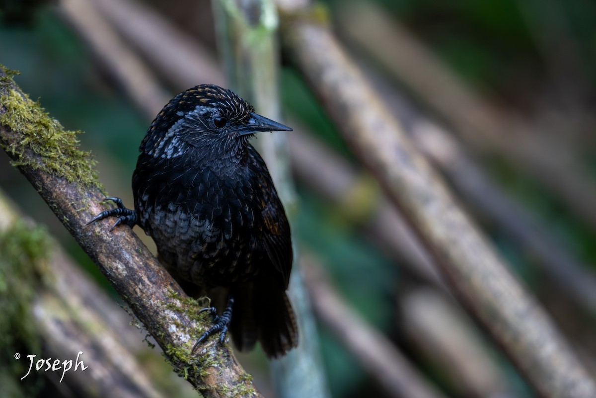 Sikkim Wedge-billed Babbler - ML647352925